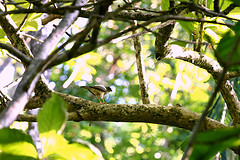 Accipiter rhodogaster