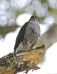 Accipiter madagascariensis