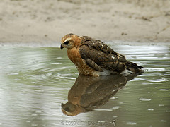 Accipiter ovampensis