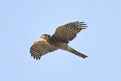 Accipiter nisus