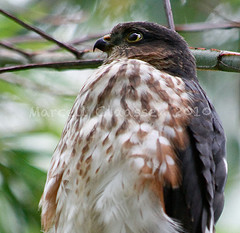 Accipiter rufiventris