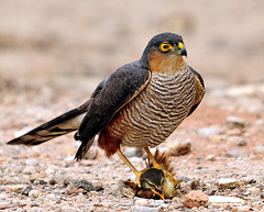 Accipiter striatus