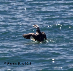 Tachyeres leucocephalus