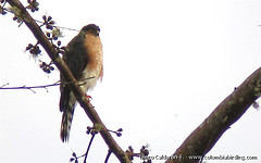 Accipiter ventralis