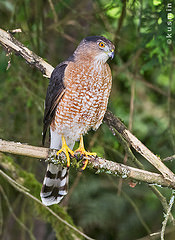 Accipiter cooperii