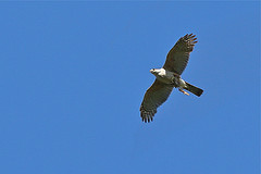 Accipiter gundlachi