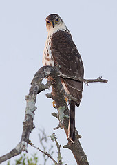 Accipiter bicolor