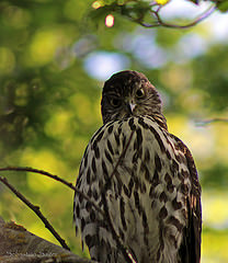 Accipiter chilensis