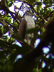 Accipiter henstii