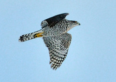Accipiter gentilis