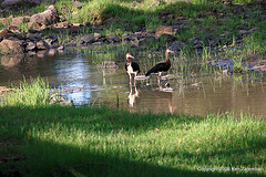Plectropterus gambensis