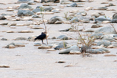 Sarkidiornis sylvicola