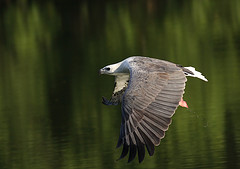 Haliaeetus leucogaster