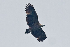 Haliaeetus sanfordi