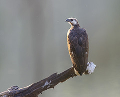 Haliaeetus vociferoides