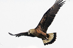 Haliaeetus leucoryphus