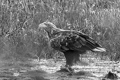 Haliaeetus albicilla