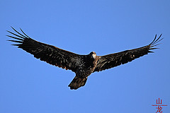 Haliaeetus leucocephalus
