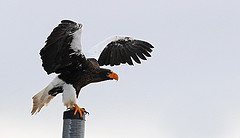 Haliaeetus pelagicus