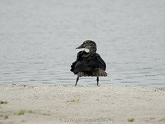 Sarkidiornis melanotos