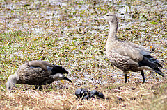 Cyanochen cyanoptera