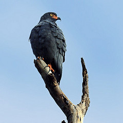 Helicolestes hamatus