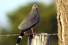 Geranospiza caerulescens