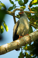 Cryptoleucopteryx plumbea