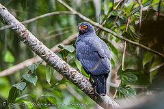 Buteogallus schistaceus