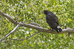 Buteogallus anthracinus