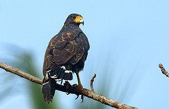 Buteogallus aequinoctialis