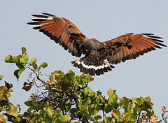 Buteogallus meridionalis