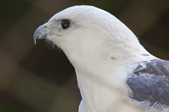 Buteogallus lacernulatus