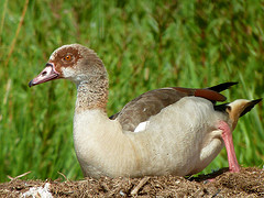 Alopochen aegyptiaca