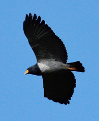 Morphnarchus princeps