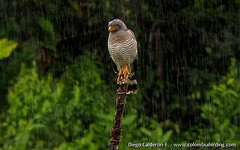 Rupornis magnirostris