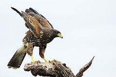 Parabuteo unicinctus