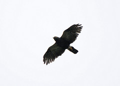 Parabuteo leucorrhous