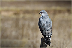 Geranoaetus polyosoma