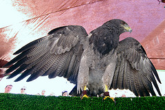 Geranoaetus melanoleucus