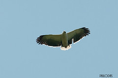 Pseudastur polionotus