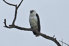 Pseudastur albicollis