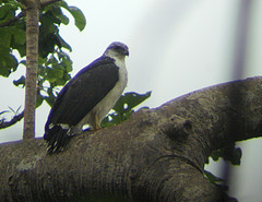 Pseudastur occidentalis