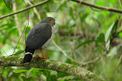 Leucopternis semiplumbeus