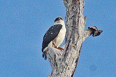 Leucopternis melanops