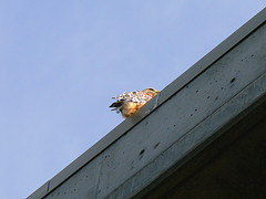 Buteo lineatus