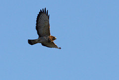 Buteo platypterus