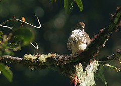 Buteo albigula