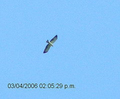 Buteo brachyurus