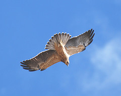 Buteo swainsoni